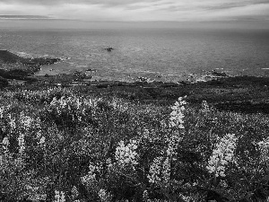 sea, Flowers, lupine, Yellow