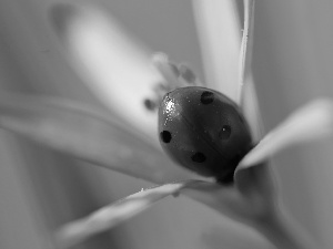 Spring, ladybird, Yellow gold plating