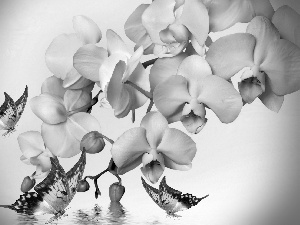 Art, White Orchids, Yellow Butterflies