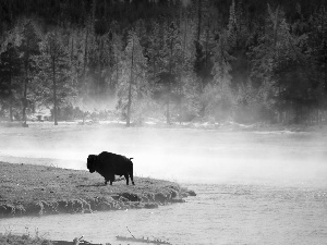 Bison, River