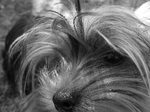 Yorkshire Terrier, Head