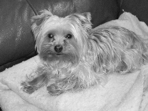 Yorkshire Terrier, Sofa