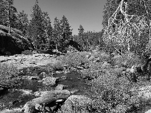 Yosemite National Park, The United States, River, forest, Stones, State of California