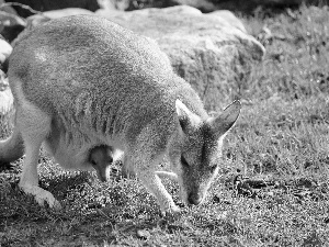 young, kangaroo, bag