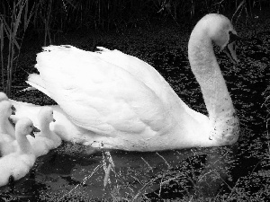 Pond - car, Swans, young