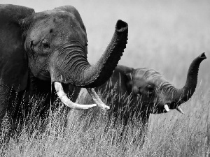 young, mother, Elephant