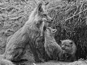 young, mother, Fox
