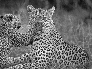 leopardess, young