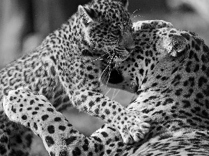 leopardess, young