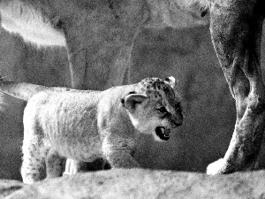 Lioness, young