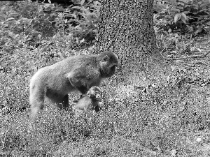 macaques, female, young, Japanese