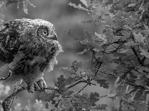 Eurasian Eagle-Owl, owl, oak, Leaf, trees, young
