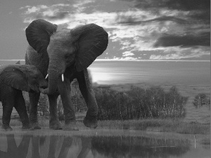 watering place, Elephant, young