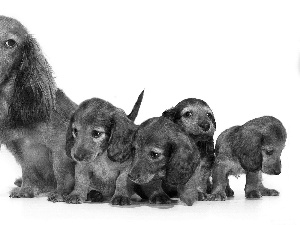 young, puppies, Longhair, bitch, dachshunds