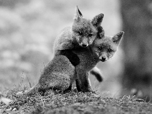 foxes, Two cars, young