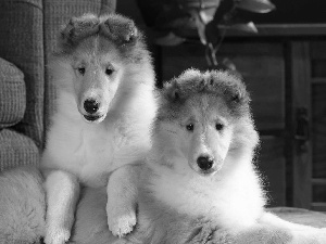 Collies Longhair, Two cars, young