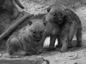 wolves, Two cars, young