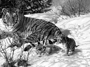 winter, Three, young, tiger