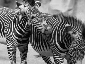 zebra