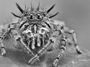 Eyes, Spider, Zebra Jumper