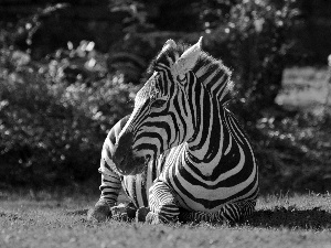 Resting, Zebra