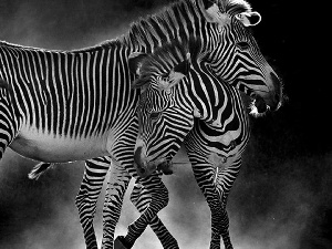 Two, zebra