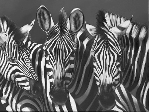 zebra