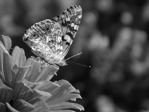 butterfly, Colourfull Flowers, zinnia, Painted Lady