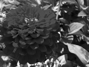 Red, Zinnias