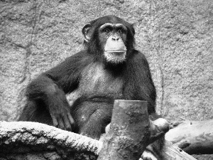 chimpanzee, zoo