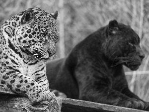 Jaguar, Panther, zoo, black