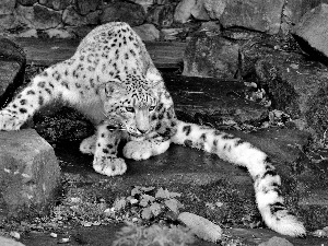 zoo, snow leopard, Panther, Stones, snow