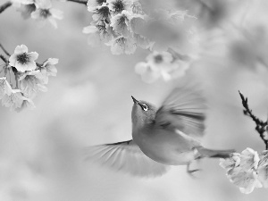 Bird, Zosterops, Pink, Flowers, Twigs