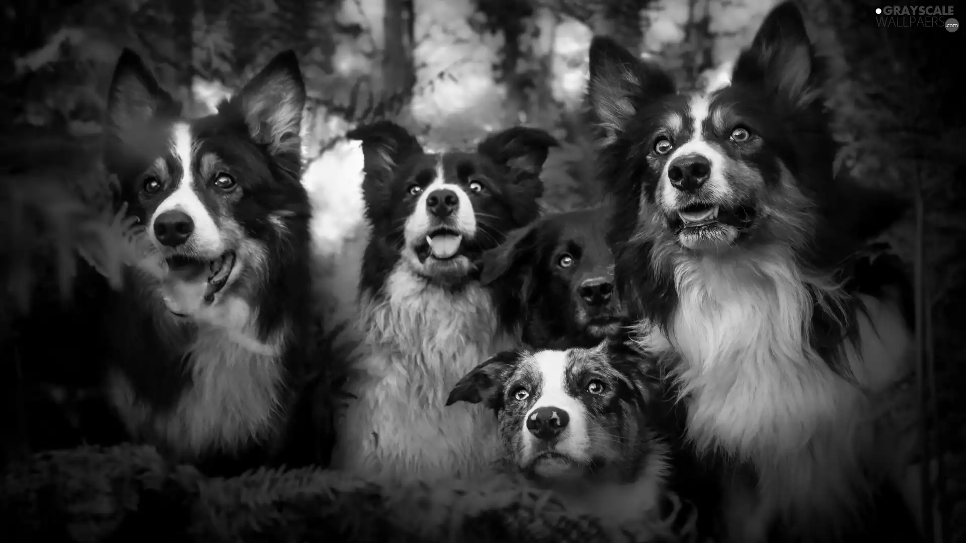 friends, Dogs, Border Collie