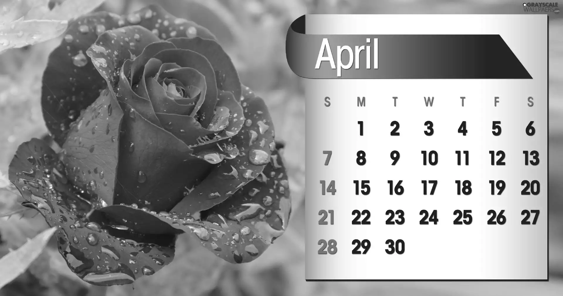 Calendar, april, 2013, rose