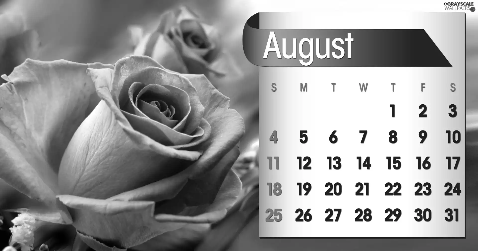 Calendar, august, 2013, rose