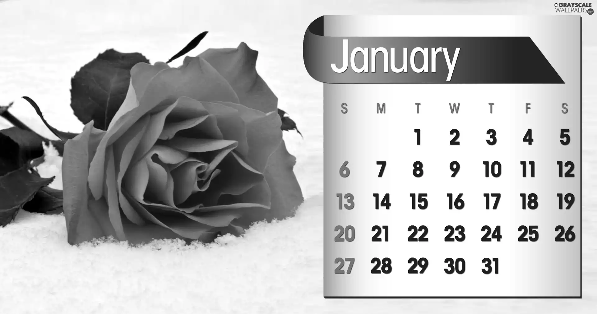 Calendar, january, 2013, rose