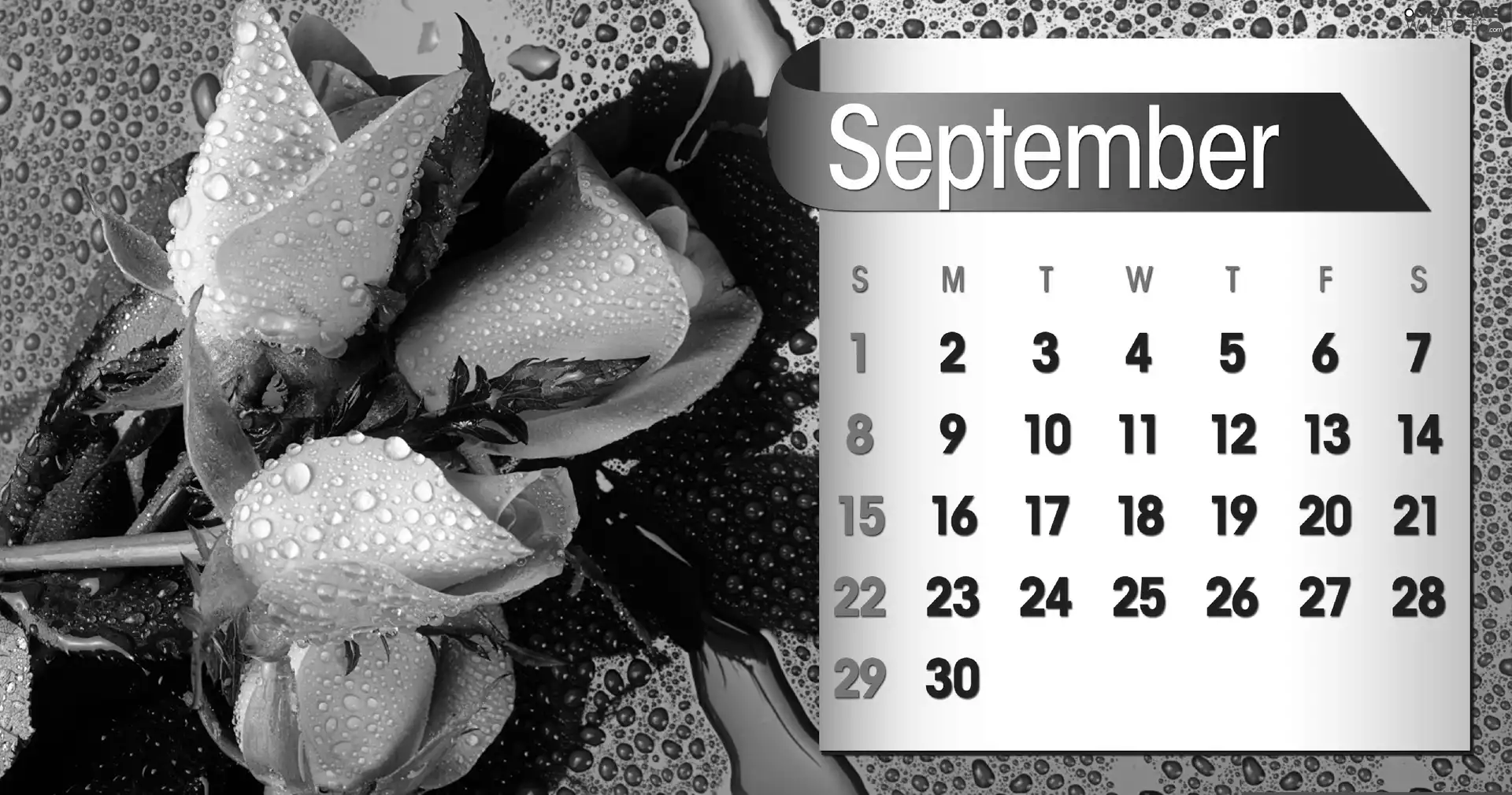 Calendar, september, 2013, roses