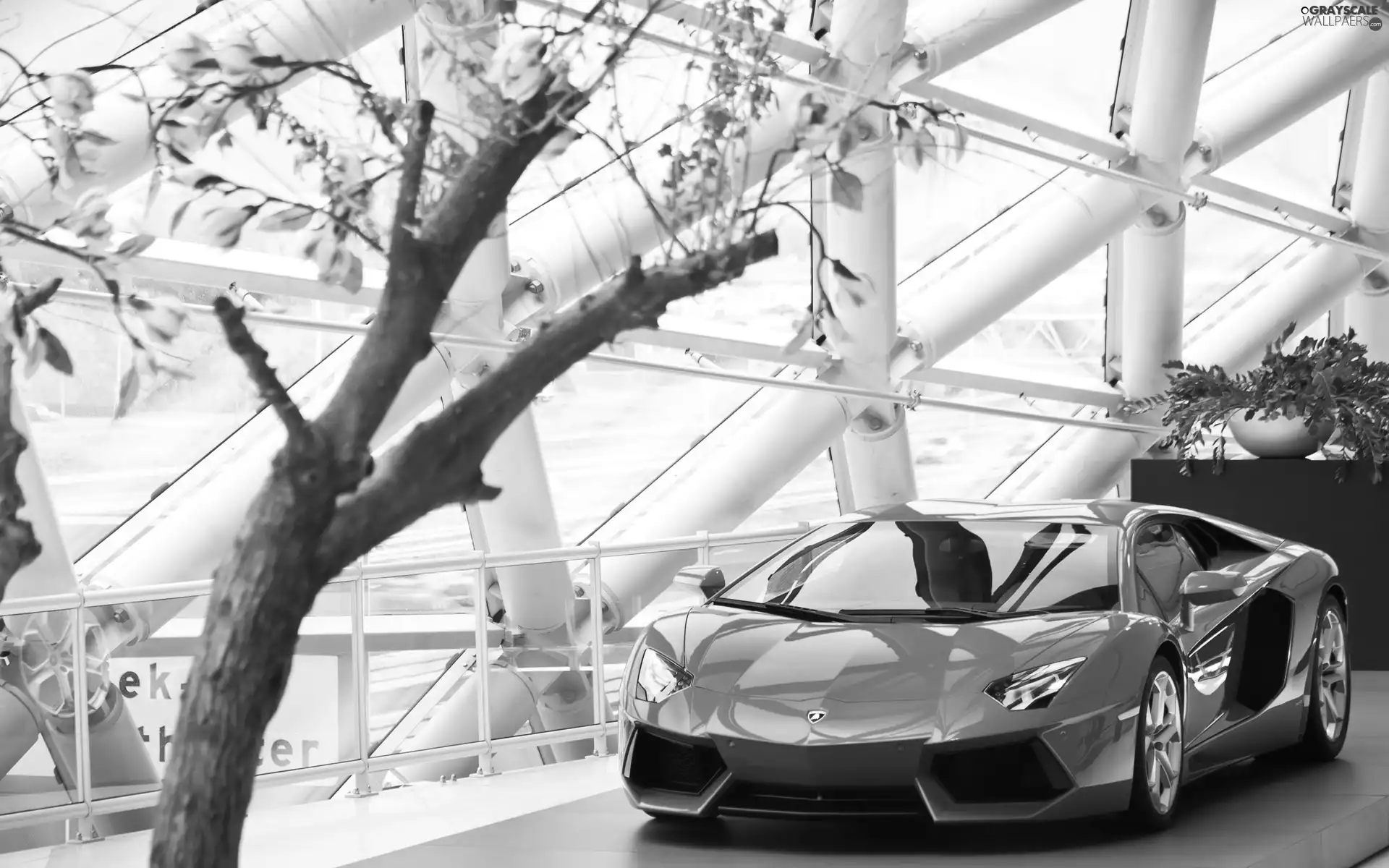Aventador, automobile, Bush, Lamborghini, saloon, 2013, Magnolii
