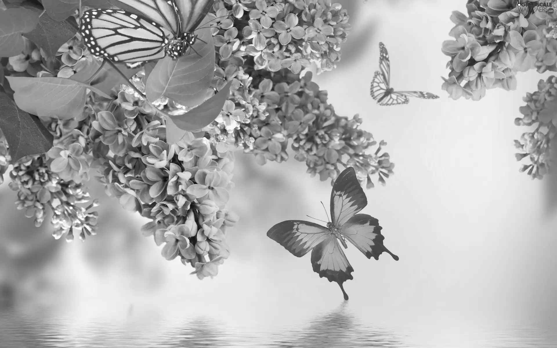 Lilacs, water, 2D Graphics, butterfly