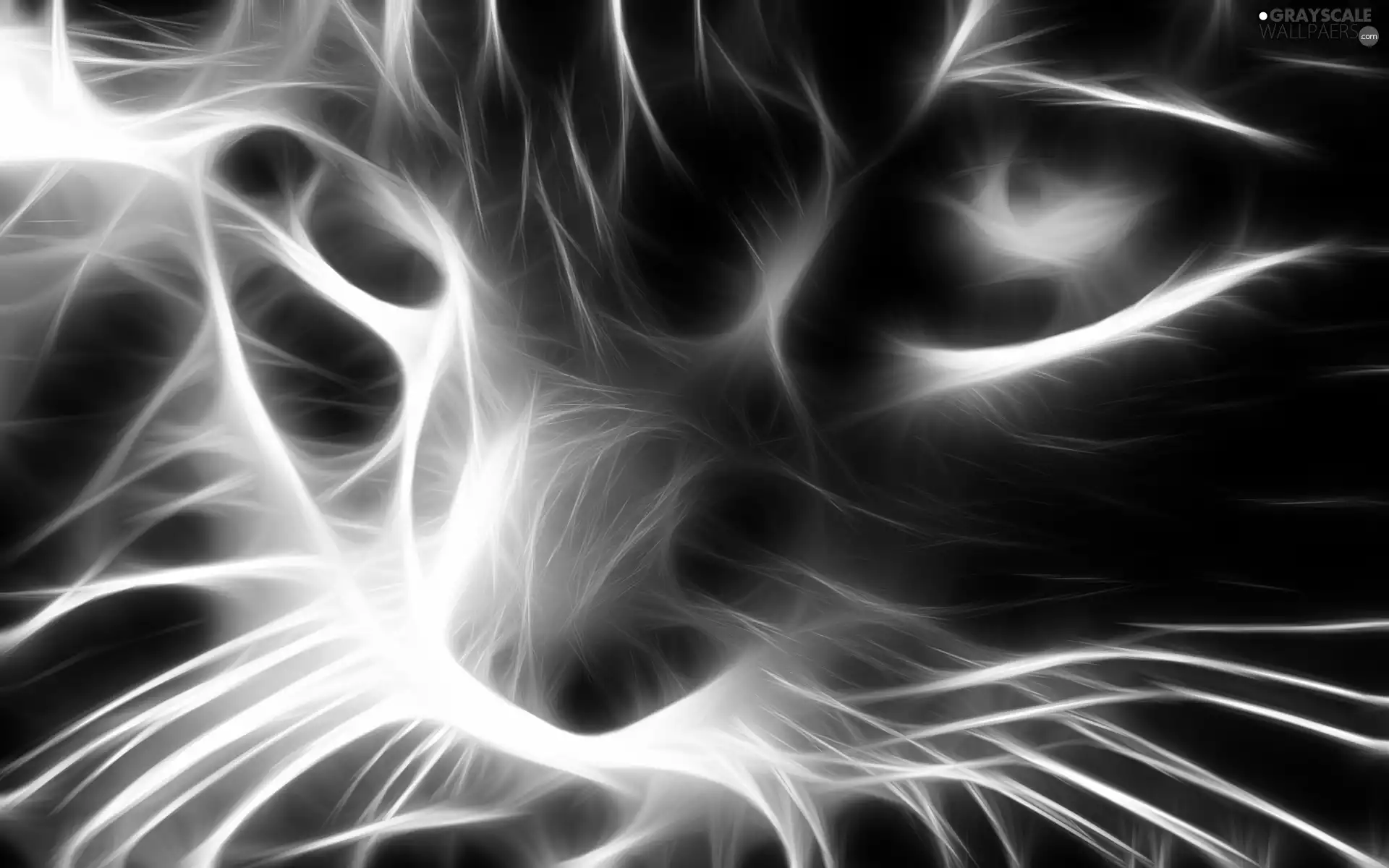 cat, 3D