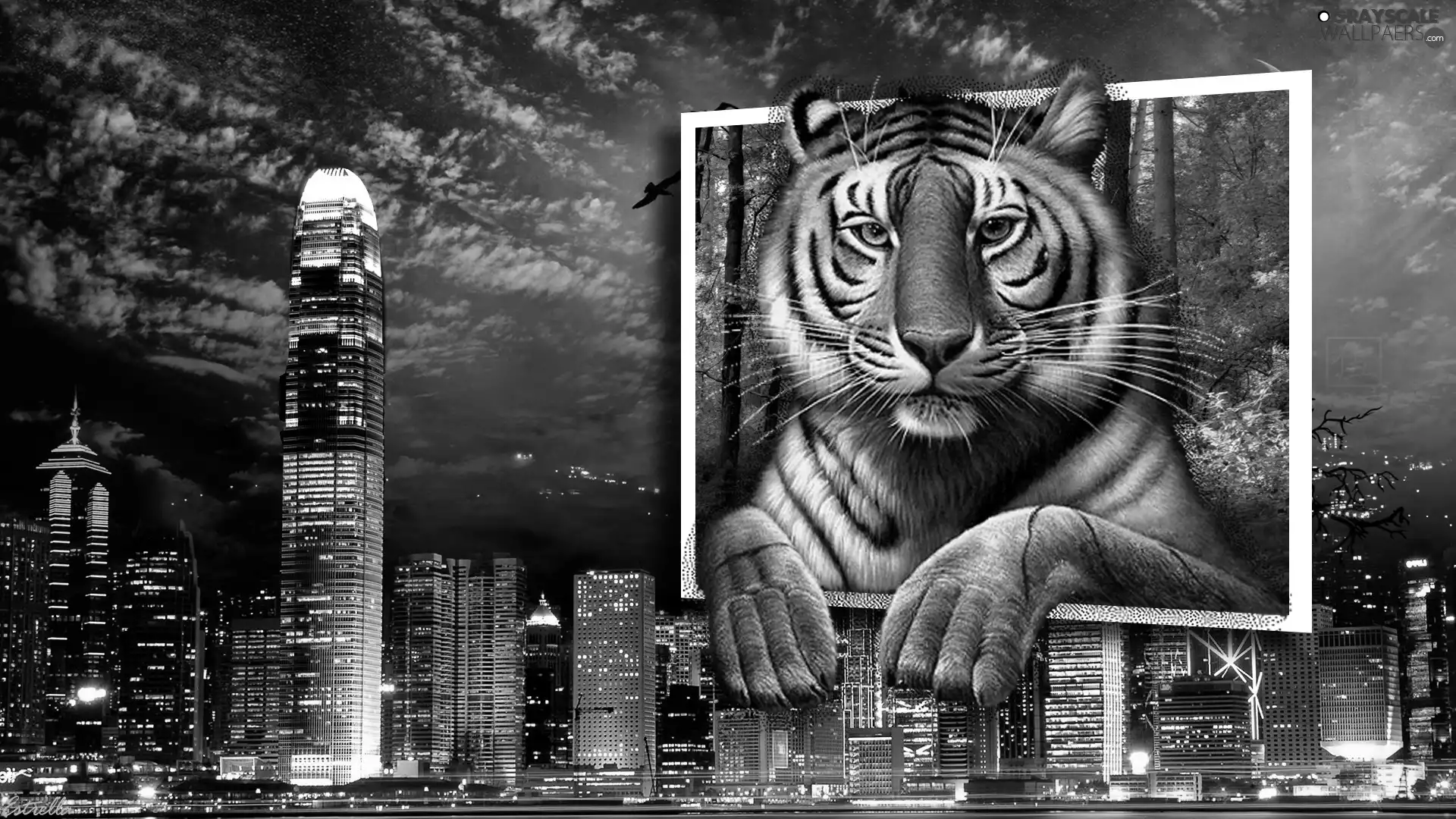 Town, tiger, 4d, Night