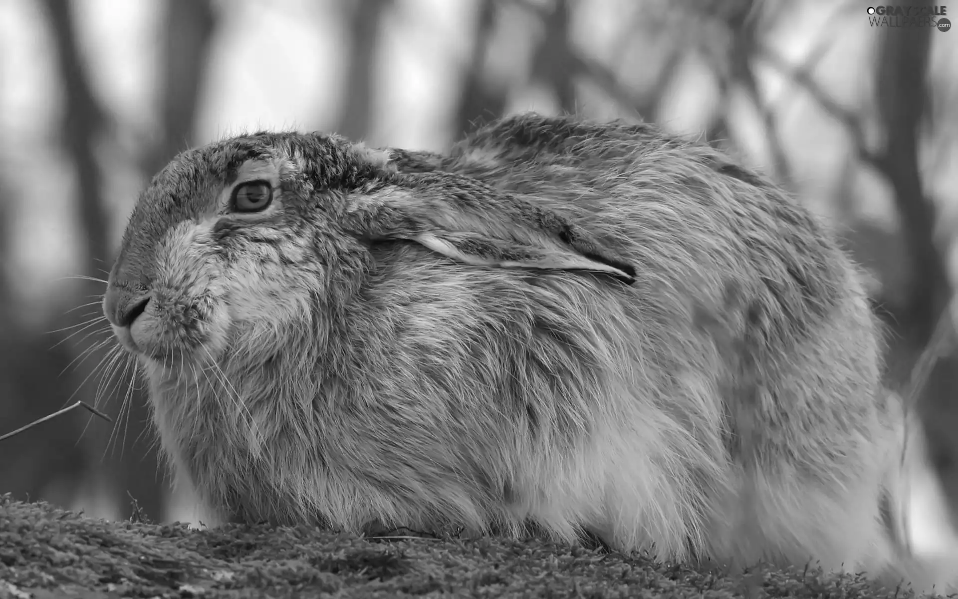 Wild Rabbit, Meadow, A frightened, russian