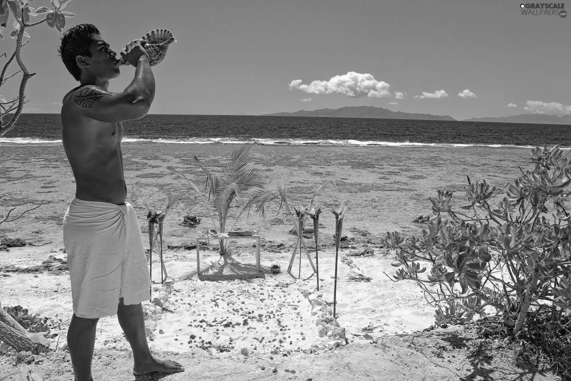 a man, shell, sea, Plants, Beaches