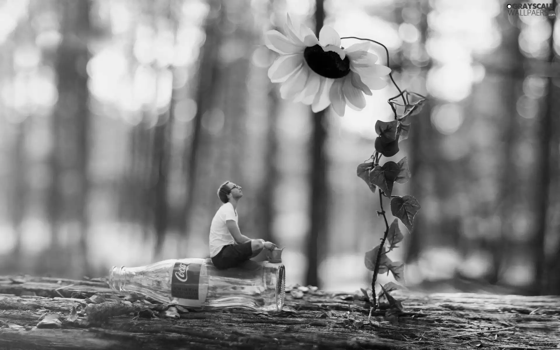 a man, Sunflower