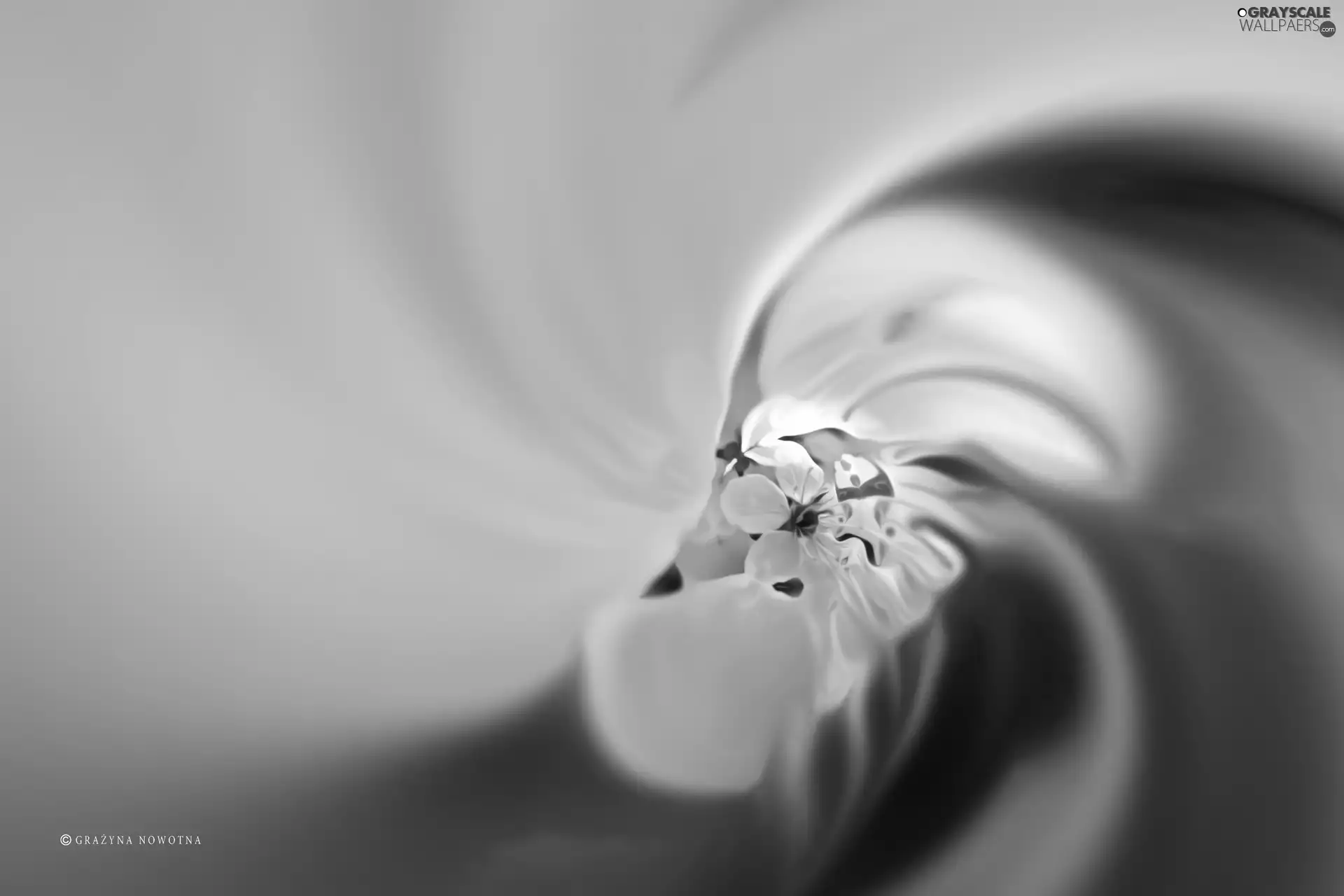 Colourfull Flowers, graphics, abstraction