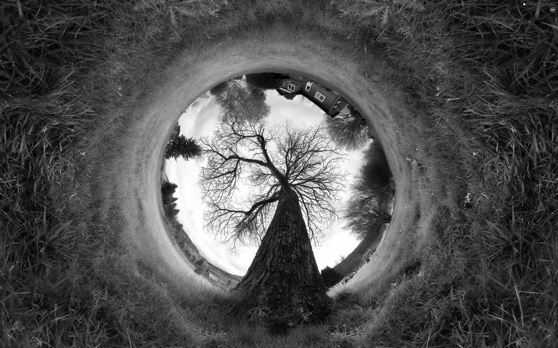 trees, grass, abstraction, viewes