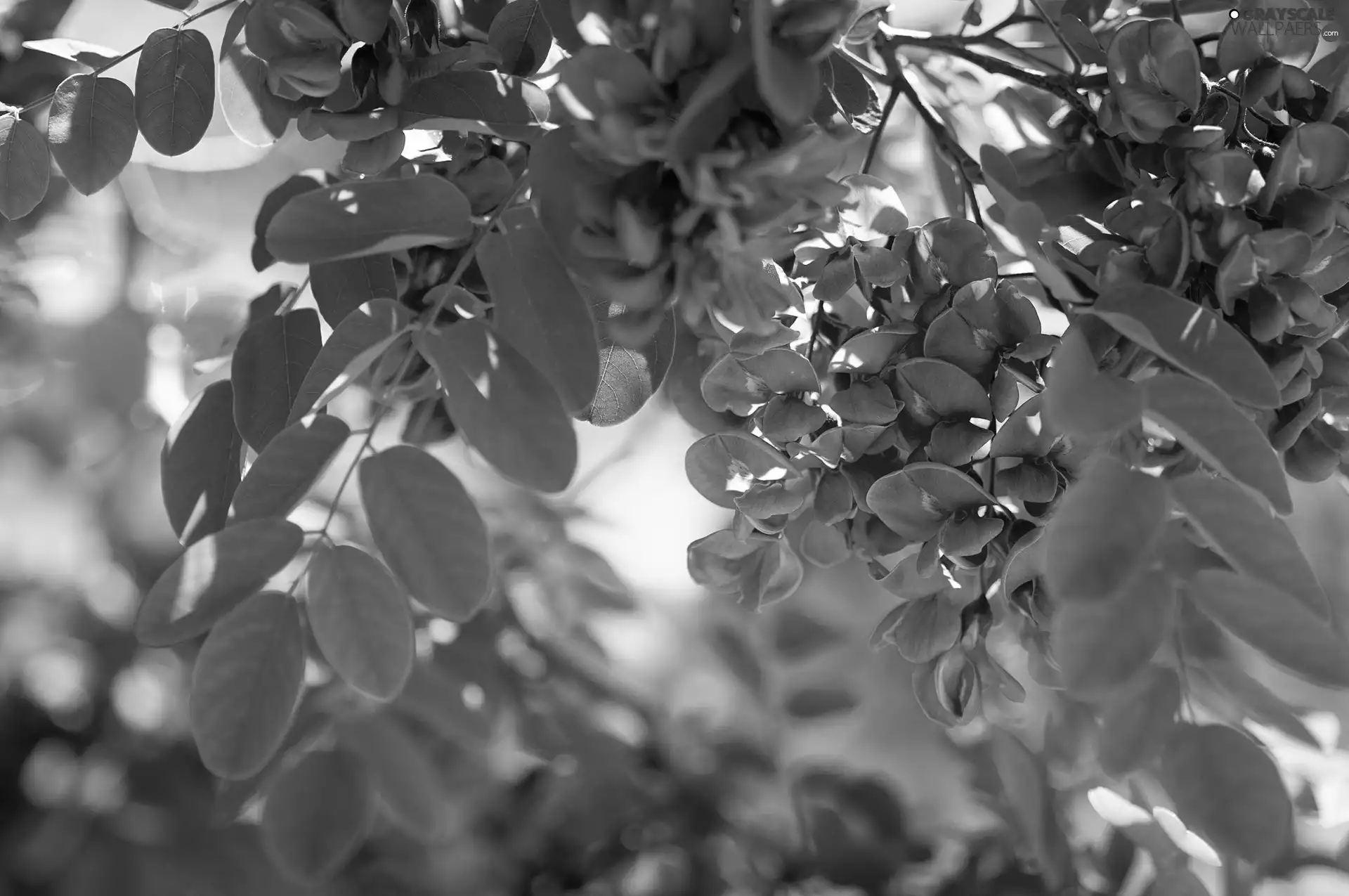 acacia, Pink, Flowers