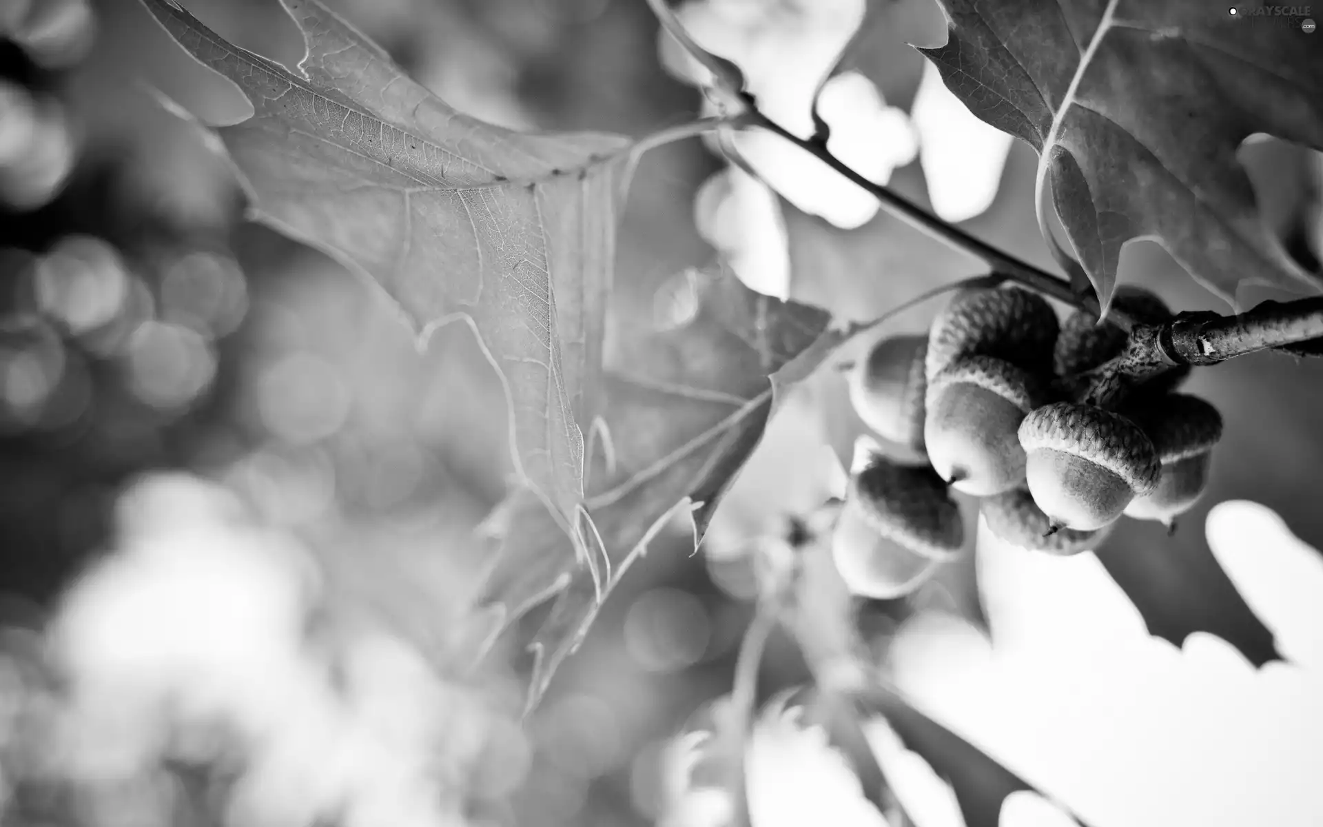 Acorns, trees, oak