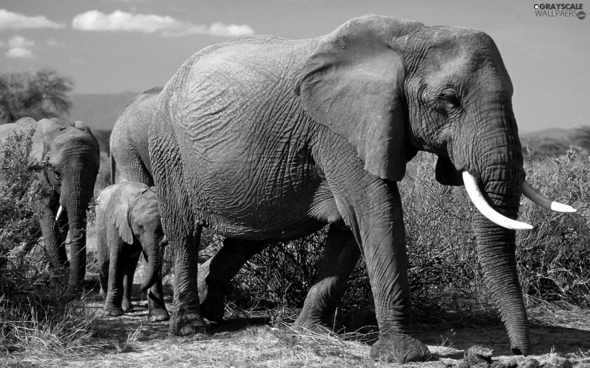 Family, savanna, Africa, elephants